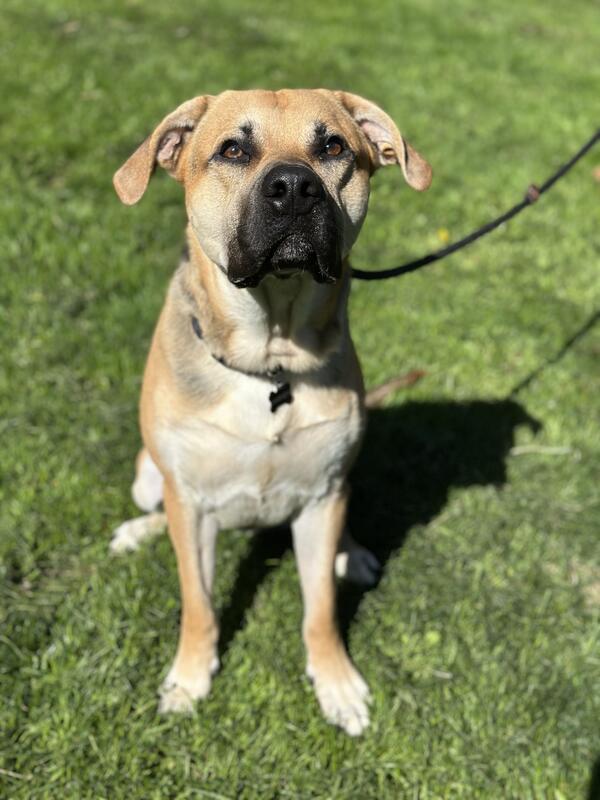 Baker K9 trained dog