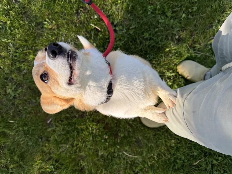 Baker K9 trained dog